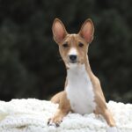 ZARRI-female-Basenji-puppy-for-sale-1