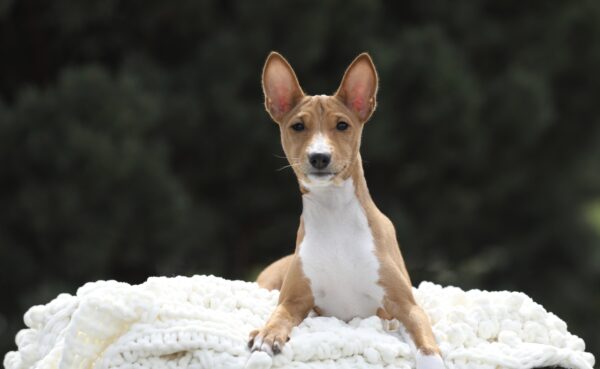 Zarri Basenji Zarri Basenji