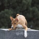 ZARRI-female-Basenji-puppy-for-sale-2