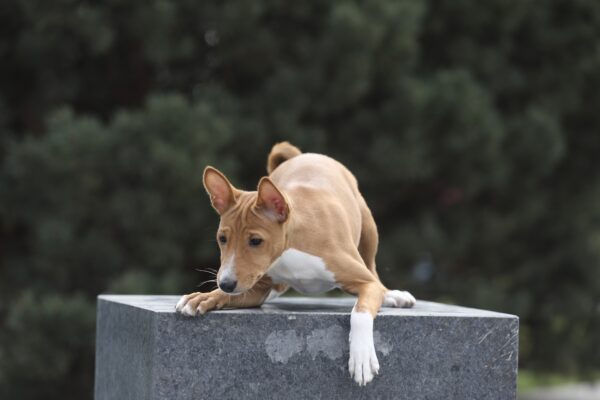 Zarri Basenji Zarri Basenji