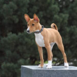 ZARRI-female-Basenji-puppy-for-sale-3