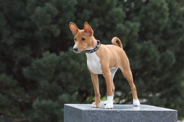 Zarri Basenji Zarri Basenji