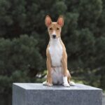 ZARRI-female-Basenji-puppy-for-sale-4