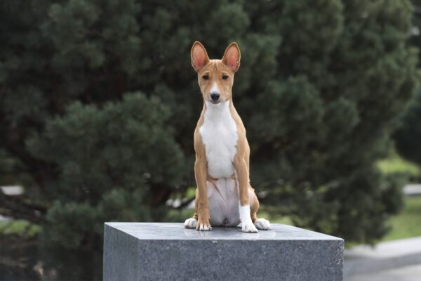 Zarri Basenji Zarri Basenji