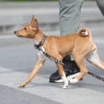 ZARRI-female-Basenji-puppy-for-sale-5