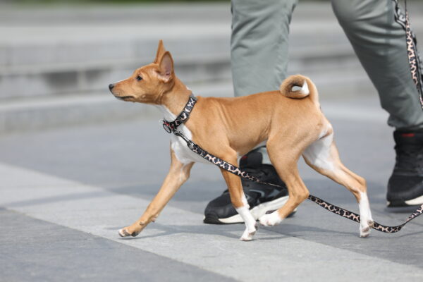 Zarri Basenji Zarri Basenji