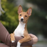 ZARRI-female-Basenji-puppy-for-sale-6