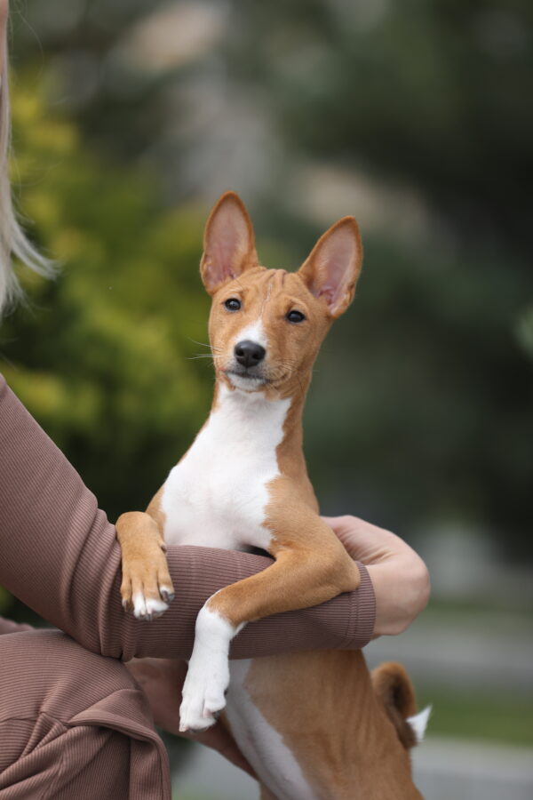 Zarri Basenji Zarri Basenji