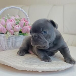 Zack French Bulldog Zack French Bulldog