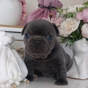 Zack French Bulldog Zack French Bulldog