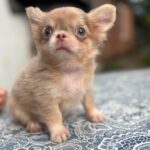 Zaffiro-male-Chihuahua-puppy-for sale-1