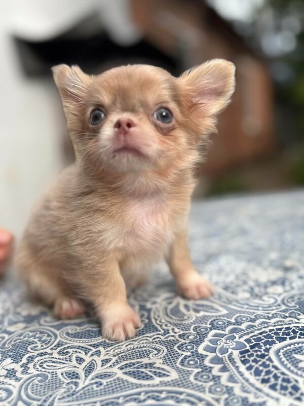 Zaffiro Chihuahua Zaffiro Chihuahua