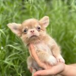 Zaffiro-male-Chihuahua-puppy-for sale-2
