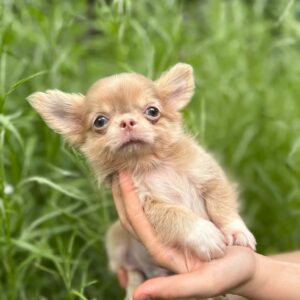 Zaffiro Chihuahua Zaffiro Chihuahua