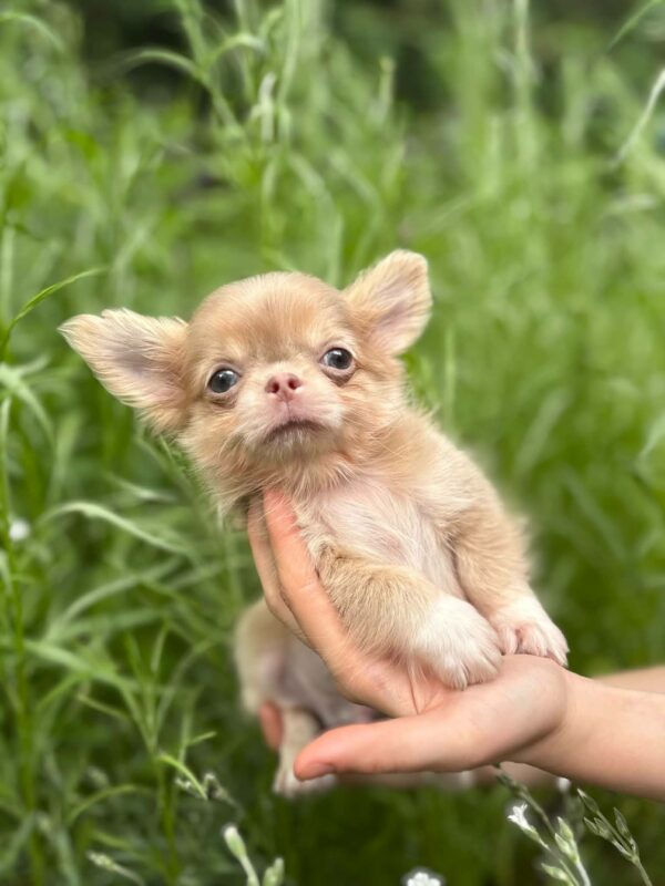 Zaffiro Chihuahua Zaffiro Chihuahua