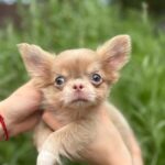 Zaffiro-male-Chihuahua-puppy-for sale-3