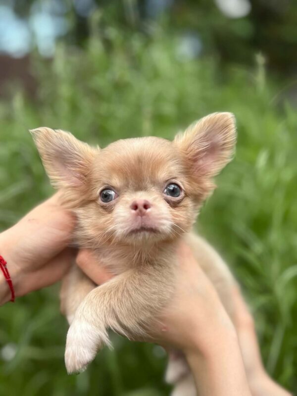 Zaffiro Chihuahua Zaffiro Chihuahua
