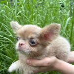 Zaffiro-male-Chihuahua-puppy-for sale-4