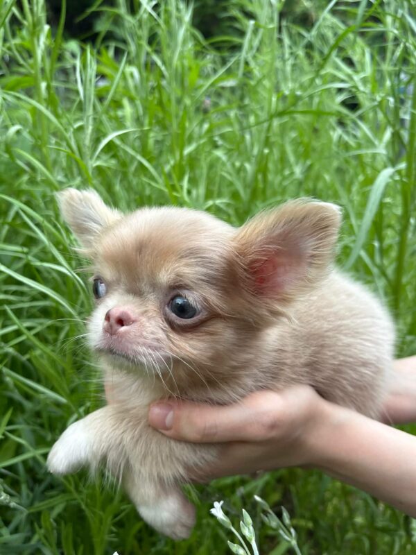 Zaffiro Chihuahua Zaffiro Chihuahua