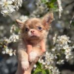 Zaffiro-male-Chihuahua-puppy-for sale-5