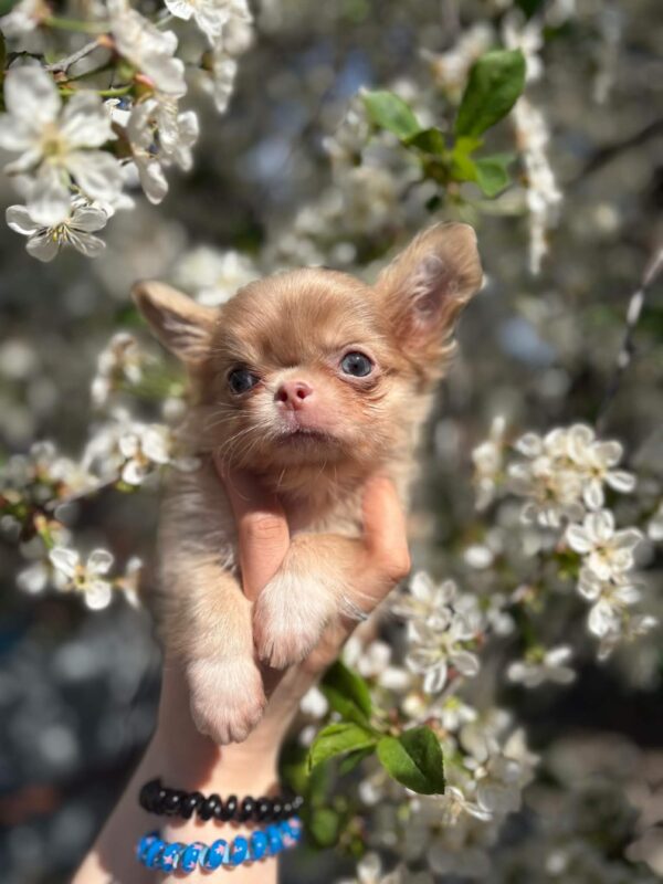 Zaffiro Chihuahua Zaffiro Chihuahua
