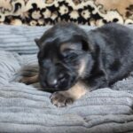 Zander-male-German-Shephard-puppy-for-sale-1