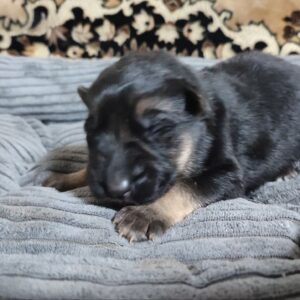 Zander German Shepherd Zander German Shepherd