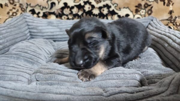 Zander German Shepherd Zander German Shepherd