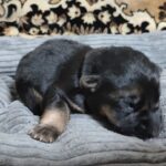 Zander-male-German-Shephard-puppy-for-sale-3