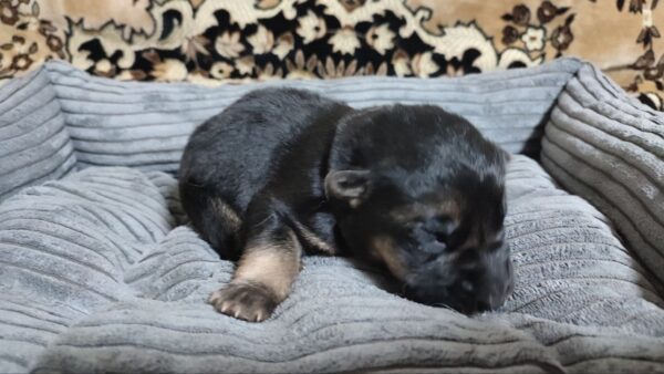 Zander German Shepherd Zander German Shepherd