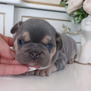 Zara French Bulldog Zara French Bulldog