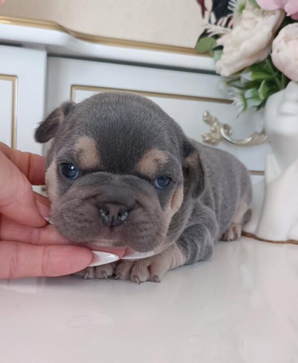 Zara French Bulldog Zara French Bulldog