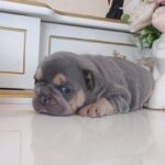 Zara-female-french-bulldog-puppy-for-sale-1 (2)