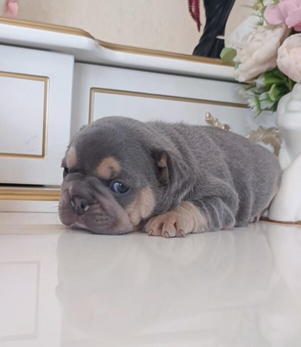 Zara French Bulldog Zara French Bulldog