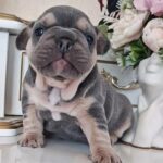 Zara-female-french-bulldog-puppy-for-sale-1 (3)