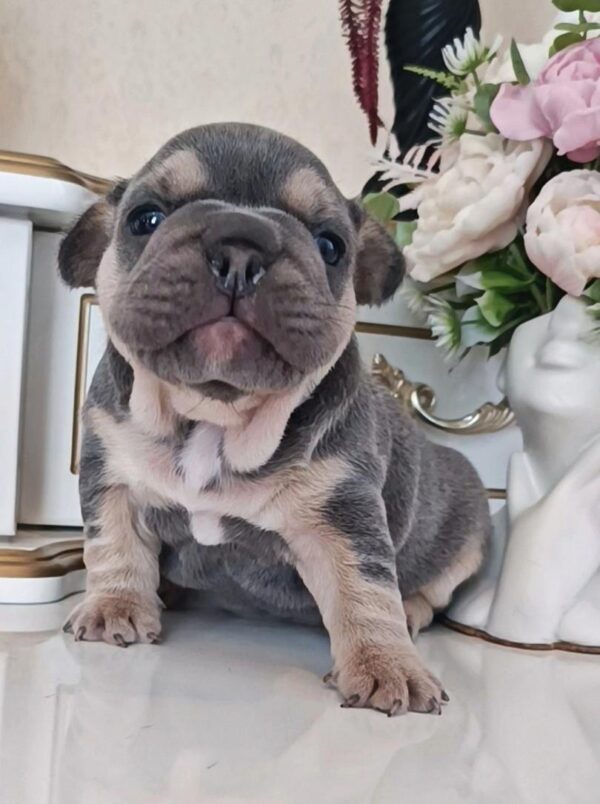Zara French Bulldog Zara French Bulldog