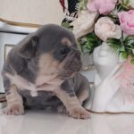 Zara-female-french-bulldog-puppy-for-sale-1 (4)