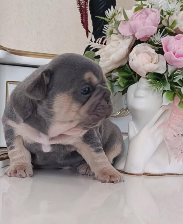 Zara French Bulldog Zara French Bulldog