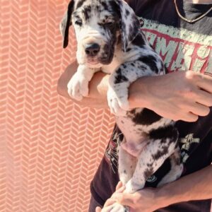 Zarel Great Dane Zarel Great Dane