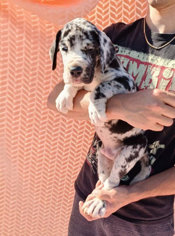 Zarel Great Dane Zarel Great Dane