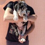 Zarel-male-Great-Dane-puppy-for-sale-2