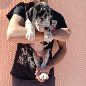 Zarel Great Dane Zarel Great Dane