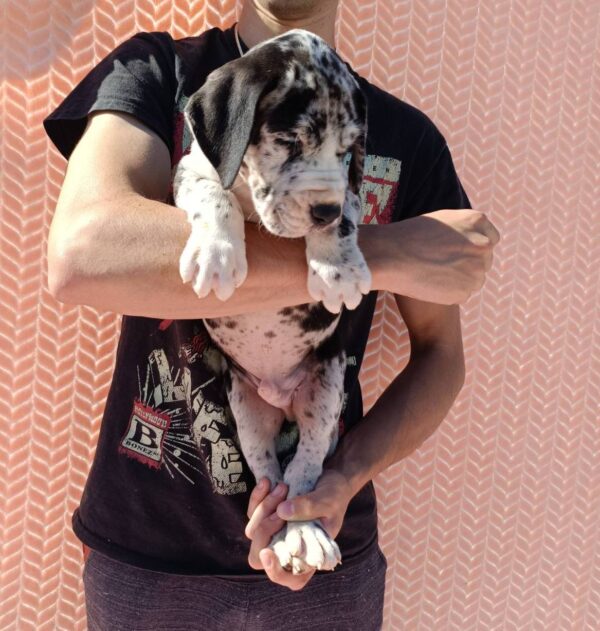 Zarel Great Dane Zarel Great Dane