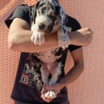 Zarel-male-Great-Dane-puppy-for-sale-3