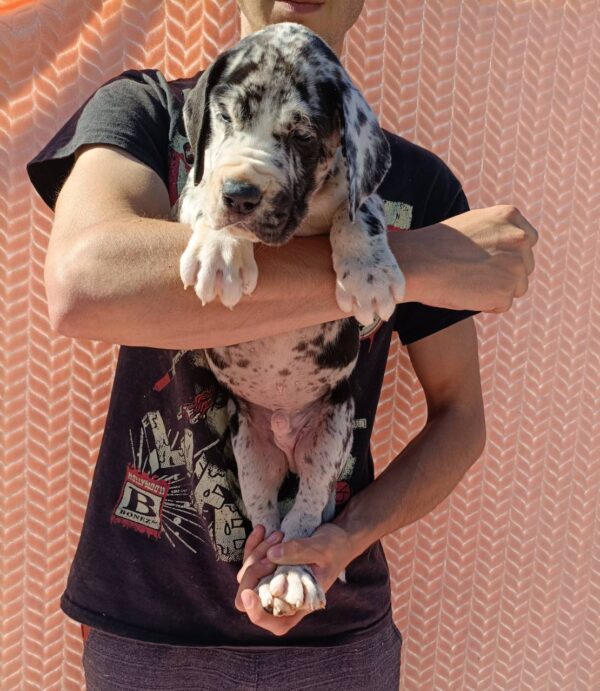 Zarel Great Dane Zarel Great Dane