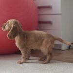 Zaria-English Cocker Spaniel Female puppy (1)