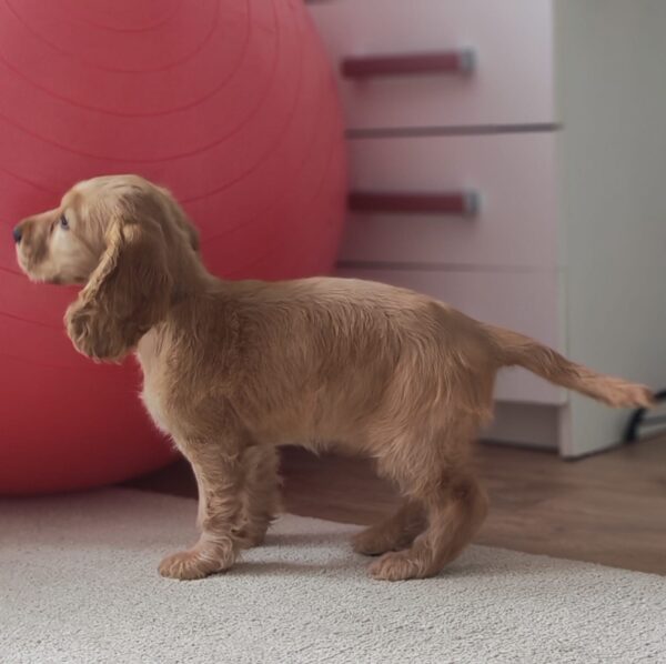 Zaria English Cocker Spaniel Zaria English Cocker Spaniel