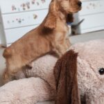 Zaria-English Cocker Spaniel Female puppy (11)