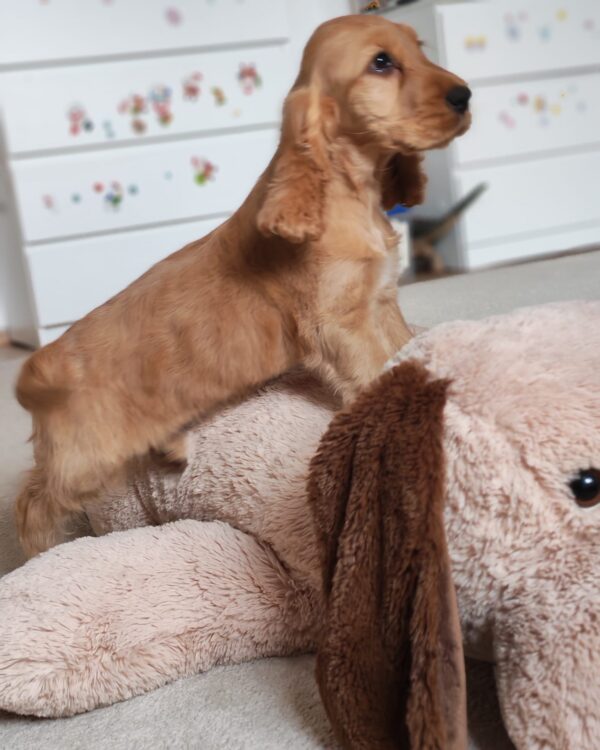 Zaria English Cocker Spaniel Zaria English Cocker Spaniel