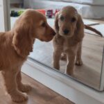 Zaria-English Cocker Spaniel Female puppy (12)